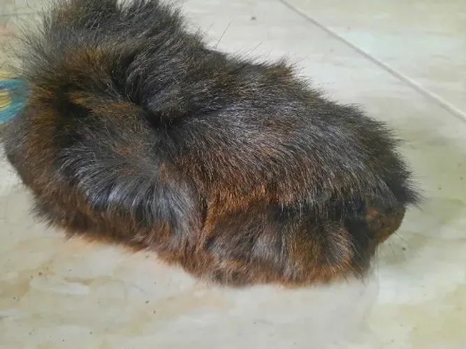Porquinhos da índia Angorá