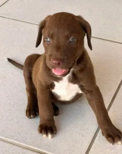 Filhote de Pitbull com labrador Retriever 