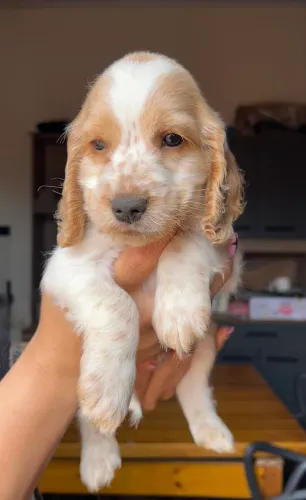 Filhotes de Cocker Spaniel Inglês 