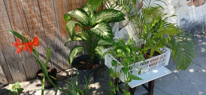 Plantas