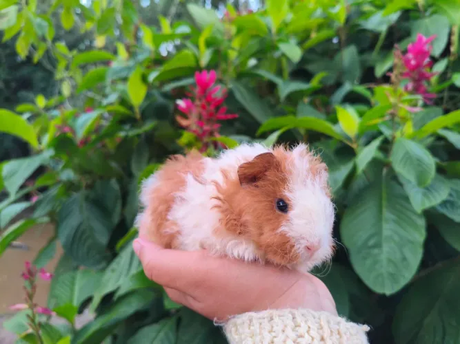 Porquinho da índia 