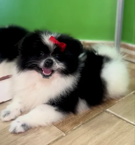 VENDA SPITZ ALEMÃO LULU DA POMERANIA FÊMEA