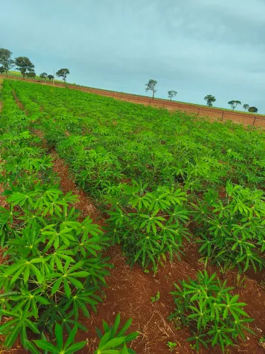 Vende-se Propriedade Rural estruturada!