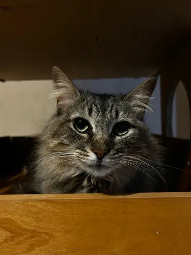 Gatinhas para adoção