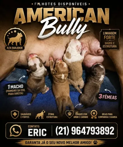 American Bully disponíveis