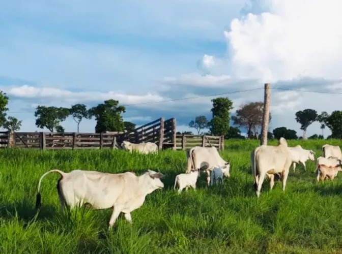 FAZENDA PARANÃ BEIRA ASFALTO E BEIRA RIO