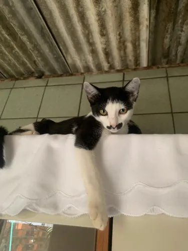 DOAÇÃO DE GATINHOS