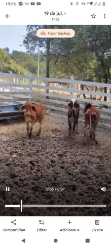vendo 3 bezerro macho !