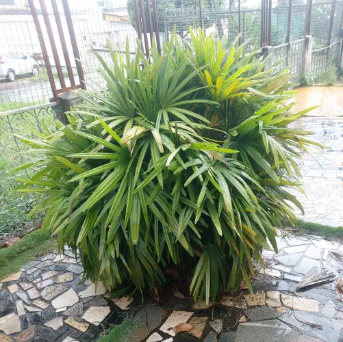 Coqueiro e/ou Palmeira para jardim.