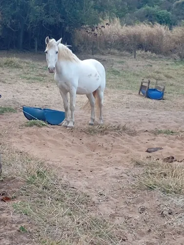 Vendo cavalo e égua manga larga