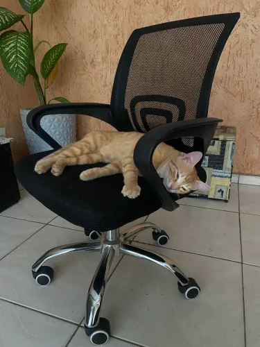 Cadeira de Escritório Diretor Secretária Office Giratória Preta Ergonômica