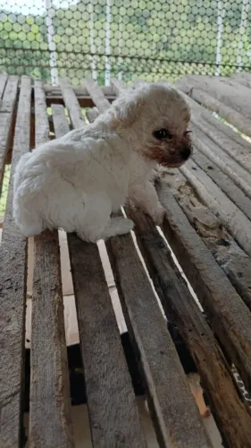 Pooble