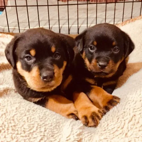Rottweiler linda filhote