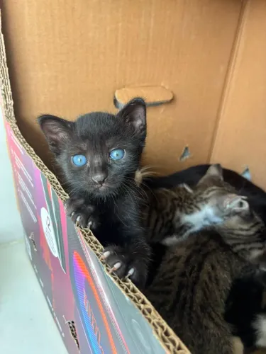 Doação gatinhos
