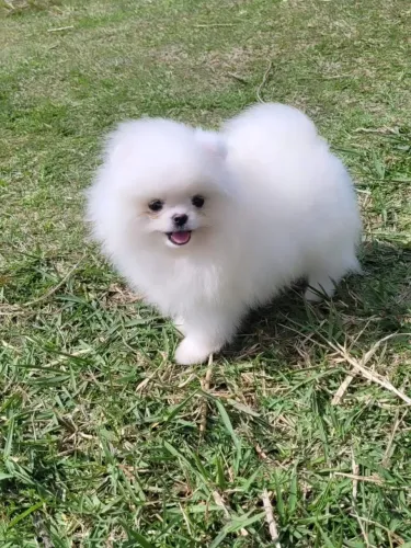 Lulu da Pomerânia linhagem importada com vacinas múltiplas e raiva, pedigree e microchip