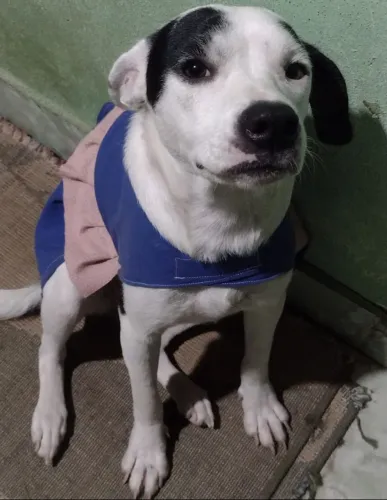 Doa-se linda Fêmea castrada 