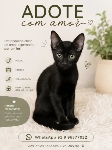 Doação de gatinho