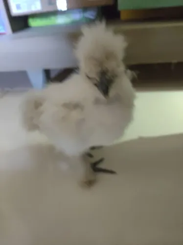 Pintinho da raça sedosa do Japão  a venda 