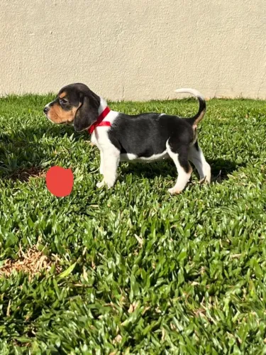 Beagle com Foxhound