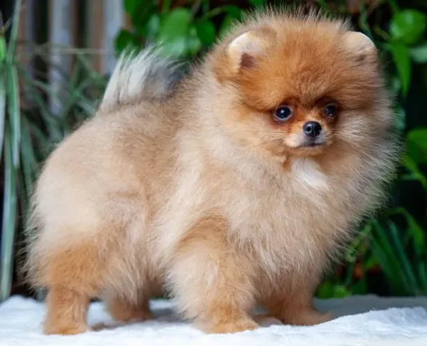 Lulu da Pomerânia Filhote Com Uma Fofura Que Vai Encantar Sua Família