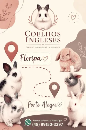 Osório estamos chegando! - Mini Coelhos muito dóceis e carinhosos