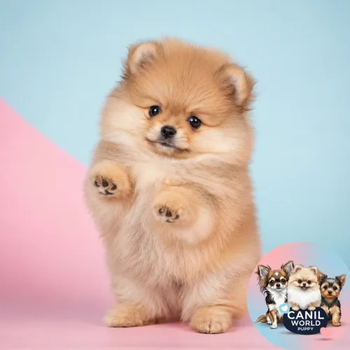 Filhote de Lulu da Pomerania 12x no Cartão