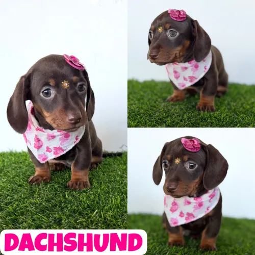 Linda Fêmea de Dachshund (Basset, Cofap, Teckel) Chocolate 