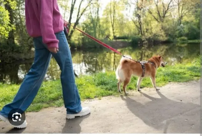 Dog walker ,passador e cuidador de caes