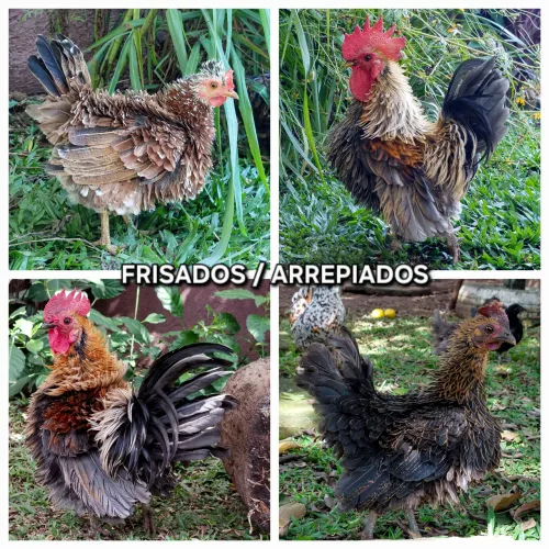 Criação de Galizés / Garnizés