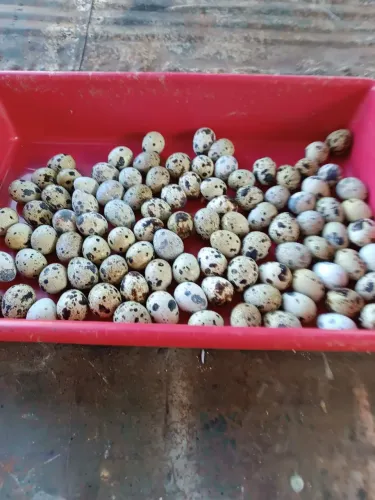 Ovos férteis de codorna gigante