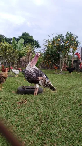 Peru macho