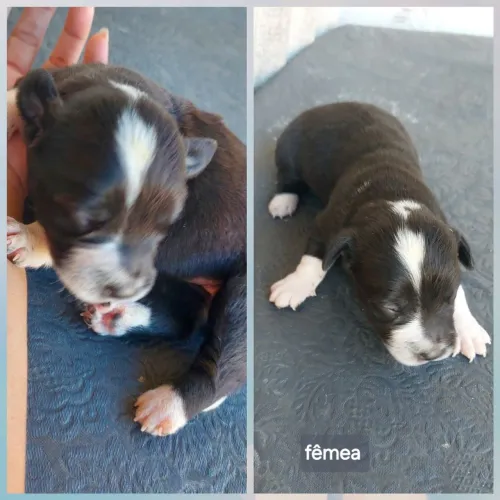 Cachorro para adoção