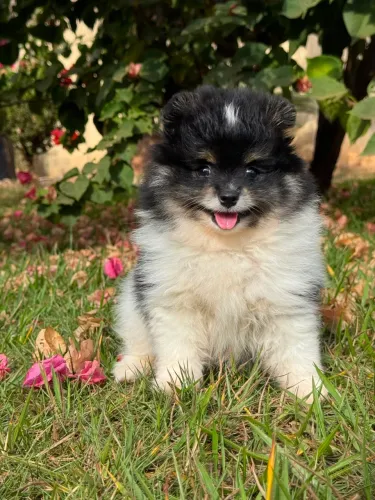 Lulu da Pomerania Anão