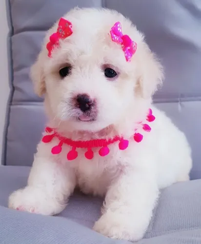 Poodle micro Toy fêmeas!!!