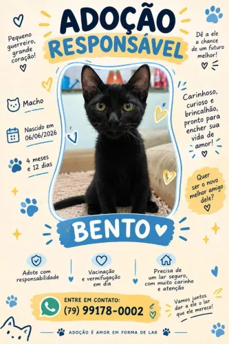 Adoção de um gatinho.
