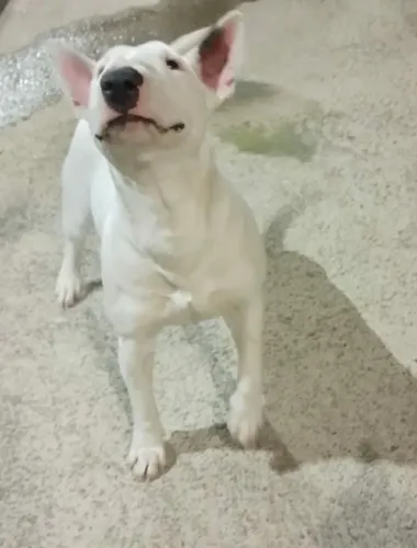 Procuro Bull terrier macho para cobertura 