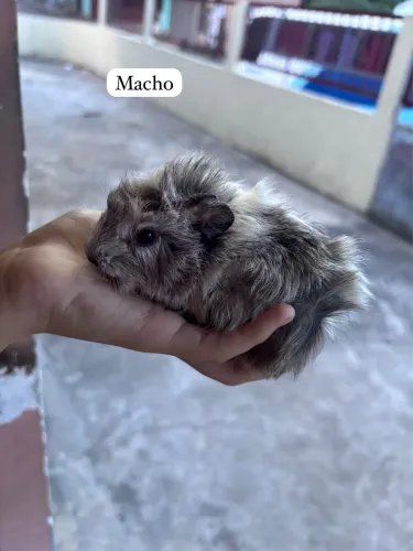 Porquinho da índia 
