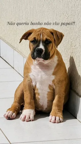 Filhotes de American Bully Standard