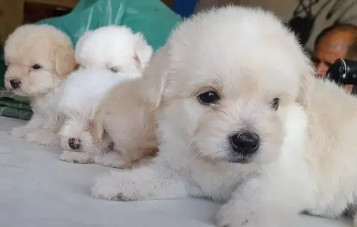 Maltês com poodle caminha brinde