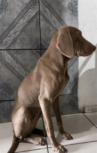 DOAÇÃO CACHORRO