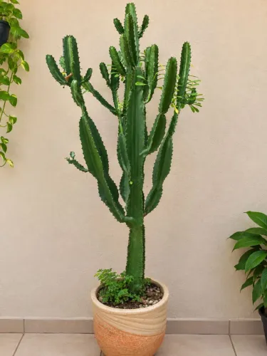 Planta Cacto