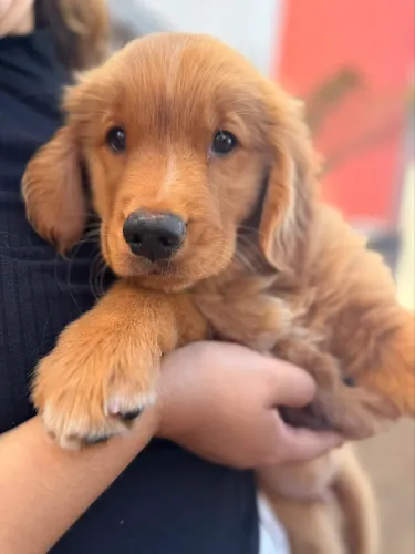 Filhote Goldem Retriever 