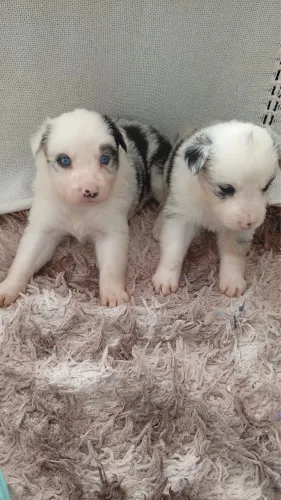 Filhote de Boder Collie