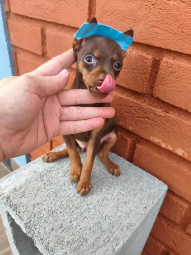 Filhote de Pinscher 0 disponível em Vinhedo