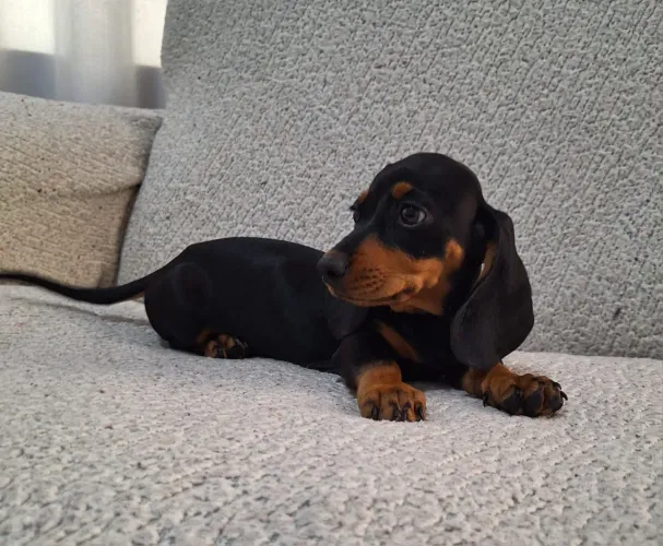 Basset fêmea a pronta entrega
