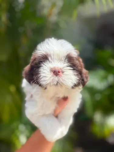 SHIH TZU MACHOS