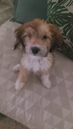 Doando cachorro fêmea