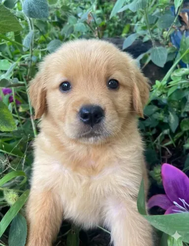 Filhote macho golden retriever 