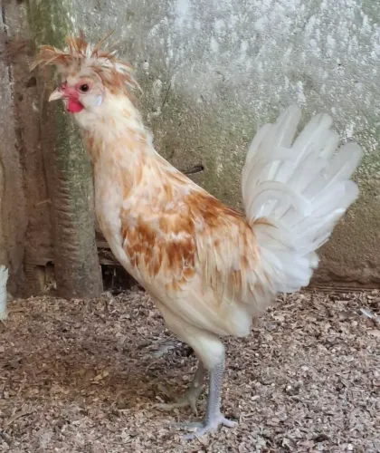 Galo polonês 