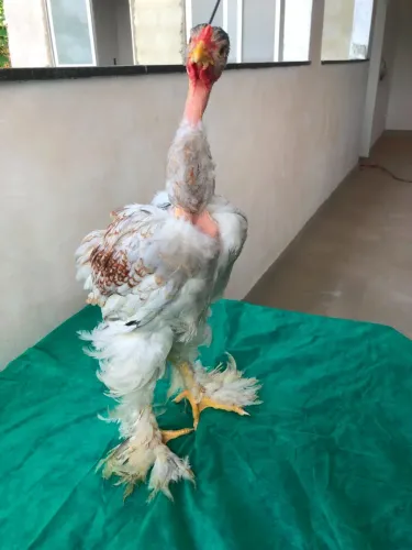 Galinho Brahma Polaca Heterozigoto - Exemplar Exótico e Ornamental